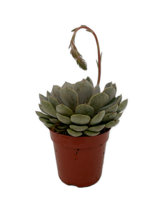 Succulent - Echeveria x hybrida 'Jasiri' (2 Inch Tin)