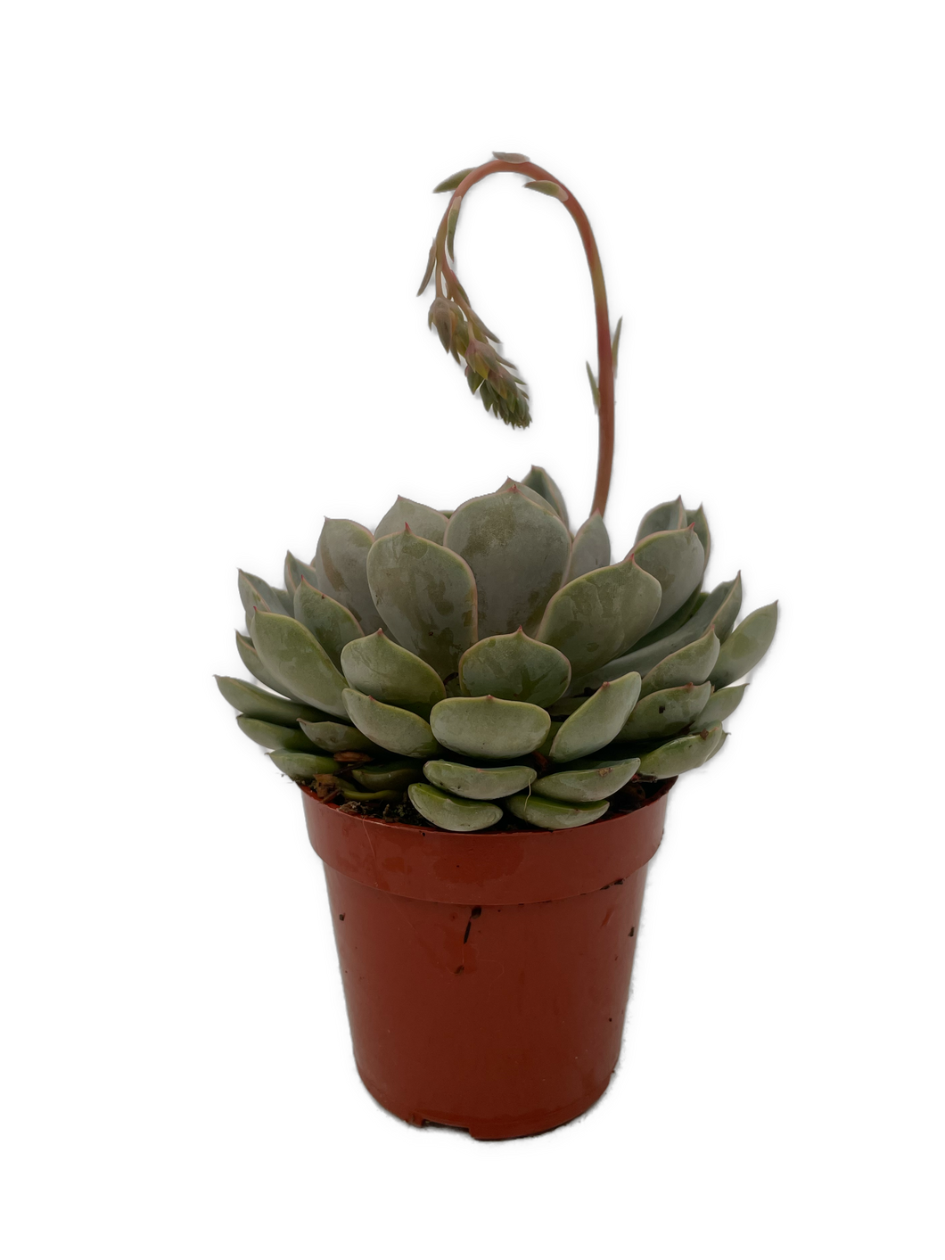 Succulent - Echeveria x hybrida 'Jasiri' (2 Inch Tin)