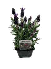 Load image into Gallery viewer, Ornamental Herb - Lavandula Stoechas &#39;Anouk Twilight Sky&#39; (1 Gallon)
