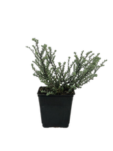 Load image into Gallery viewer, Shrub - Hebe pimeleoides &#39;Quicksilver&#39; (1 Gallon) Product vendor
