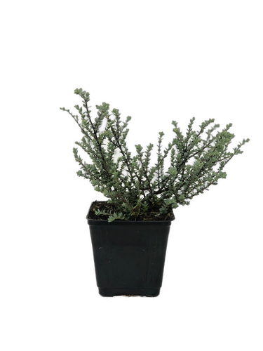 Shrub - Hebe pimeleoides 'Quicksilver' (1 Gallon) Product vendor