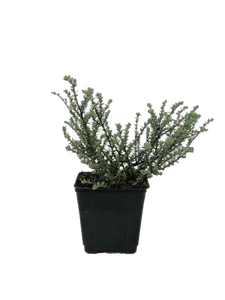 Shrub - Hebe pimeleoides 'Quicksilver' (1 Gallon) Product vendor