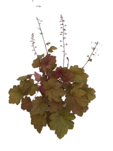 Load image into Gallery viewer, Perennial - Heuchera villosa &#39;Big Top Caramel Apple&#39; (1 Gallon)
