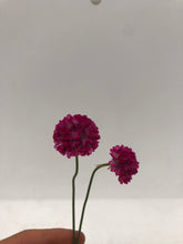 Load image into Gallery viewer, Perennial - Armeria maritima &#39;Pink Sea Thrift&#39; (4 Inch)
