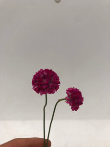 Perennial - Armeria maritima 'Pink Sea Thrift' (4 Inch)