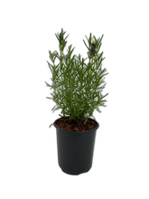 Load image into Gallery viewer, Ornamental Herb - Lavandula Stoechas 'Castillano White Spanish Lavender' (1 Gallon) Product vendor
