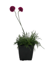 Load image into Gallery viewer, Perennial - Armeria maritima &#39;Pink Sea Thrift&#39; (4 Inch)
