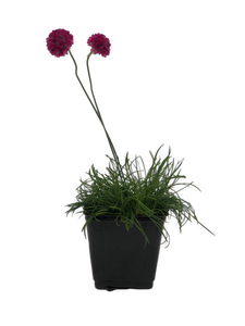 Perennial - Armeria maritima 'Pink Sea Thrift' (4 Inch)