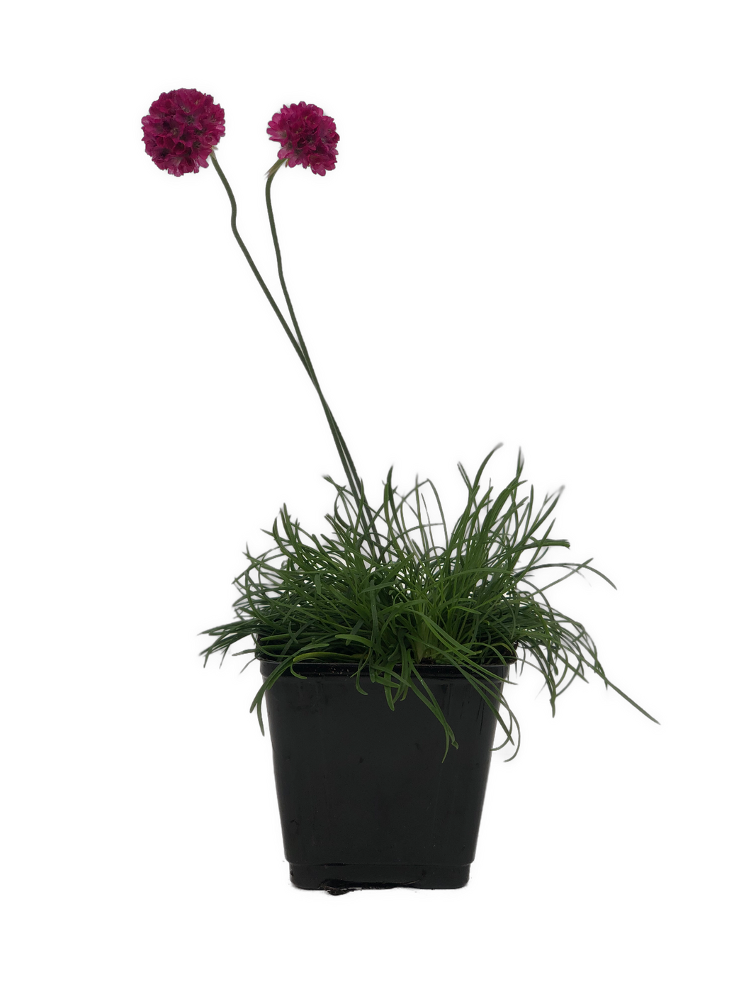 Perennial - Armeria maritima 'Pink Sea Thrift' (4 Inch)