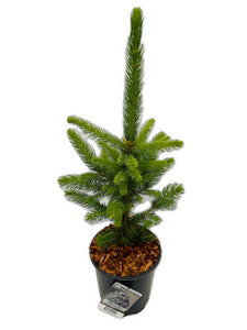 Shrub - Picea pungens 'Baby Blue Spruce' (1 Gallon)