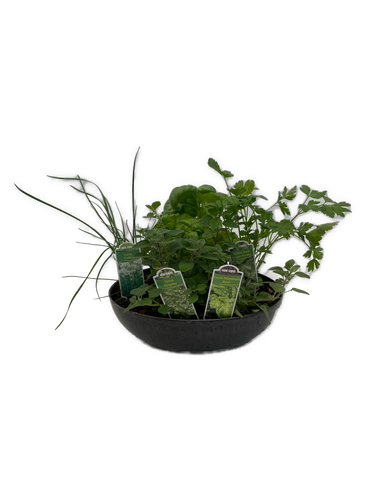 Herb - Edible Herb Planter (11 Inch) Product vendor