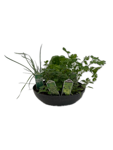 Herb - Edible Herb Planter (11 Inch) Product vendor