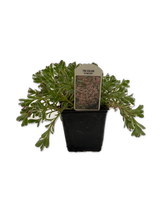 Load image into Gallery viewer, Ground Cover - Sedum &#39;Tricolor&#39; (4 Inch)
