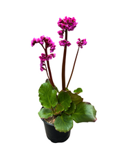 Load image into Gallery viewer, Perennial - Bergenia cordifolia &#39;Red Beauty Heartleaf&#39; (1 Gallon)
