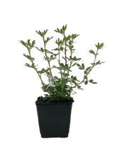 Load image into Gallery viewer, Shrub - Potentilla fruticosa &#39;Everest&#39; (4 inch)
