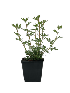 Shrub - Potentilla fruticosa 'Everest' (4 inch)