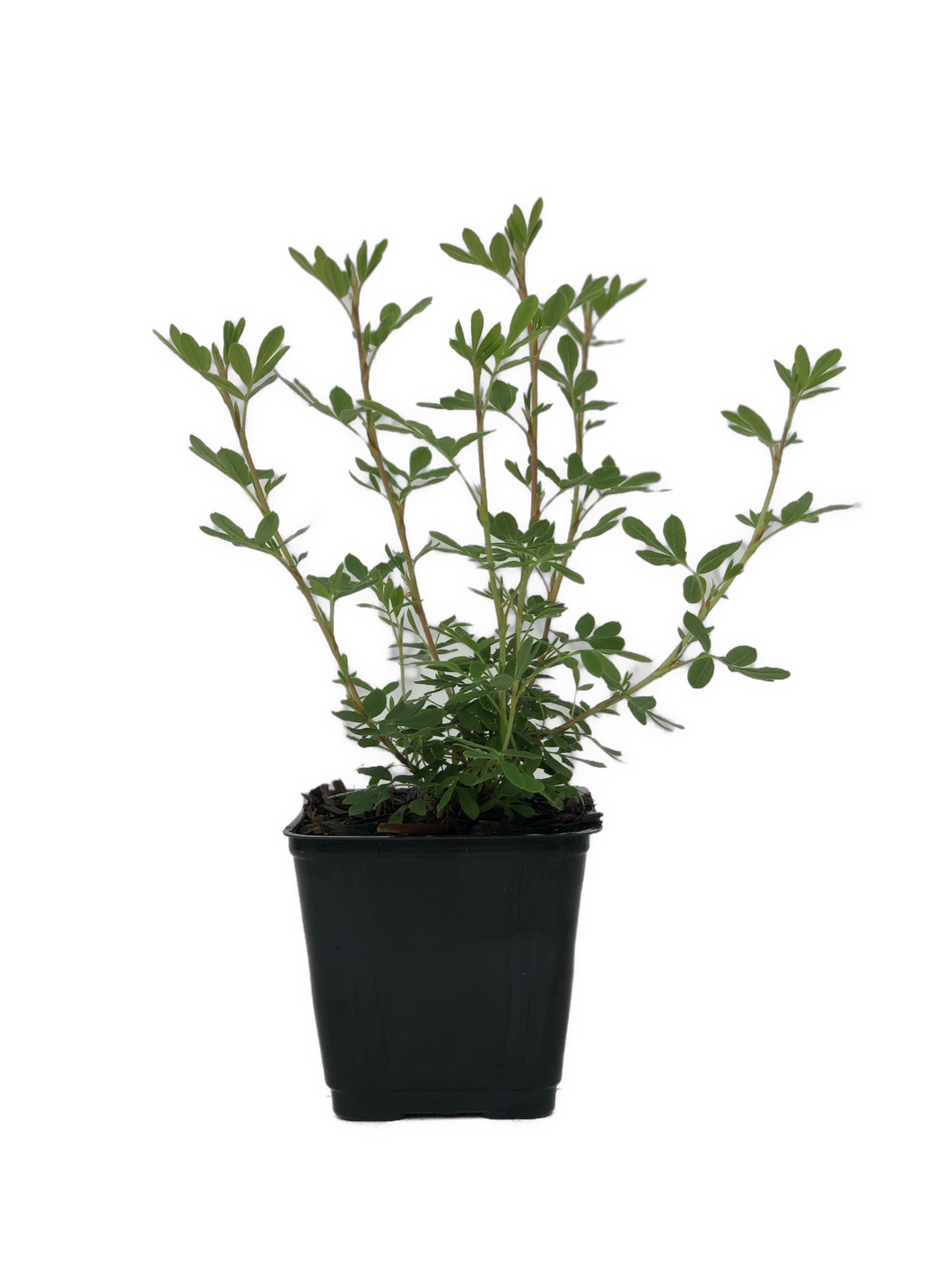 Shrub - Potentilla fruticosa 'Everest' (4 inch)