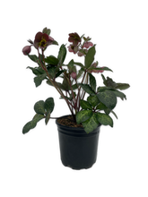 Load image into Gallery viewer, Shrub - Helleborus &#39;Penny&#39;s Pink Frostkiss&#39; (2 Gallon)
