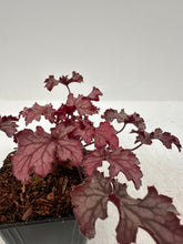 Load image into Gallery viewer, Perennial - Heuchera x hybrida &#39;Peach Parfait&#39; (4 Inch)
