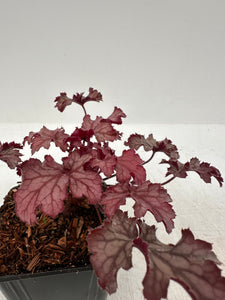 Perennial - Heuchera x hybrida 'Peach Parfait' (4 Inch)