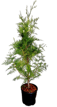 Load image into Gallery viewer, Hedging - Thuja plicata &#39;Excelsa Western Red Cedar&#39; (2 Gallon)
