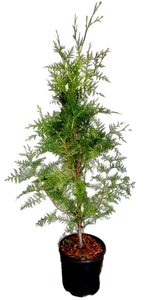 Hedging - Thuja plicata 'Excelsa Western Red Cedar' (2 Gallon)