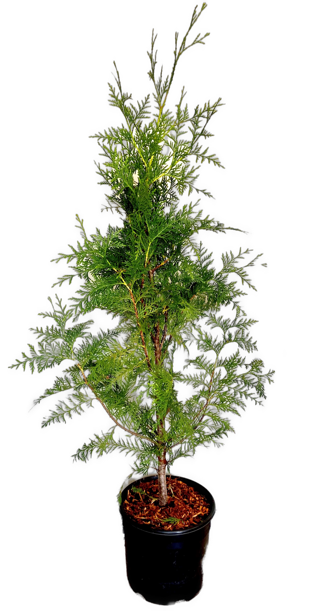 Hedging - Thuja plicata 'Excelsa Western Red Cedar' (2 Gallon)