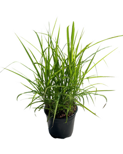 Grass - Calamagrostis acutiflora 'Karl Foerster (2 Gallon)