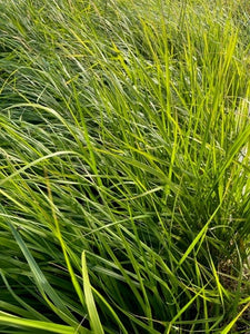 Grass - Calamagrostis acutiflora 'Karl Foerster (1 Gallon)