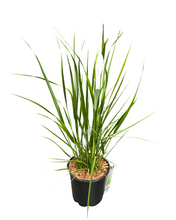 Load image into Gallery viewer, Grass - Calamagrostis acutiflora &#39;Karl Foerster (1 Gallon)
