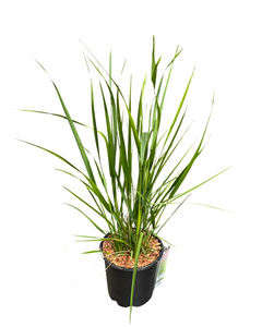 Grass - Calamagrostis acutiflora 'Karl Foerster (1 Gallon)