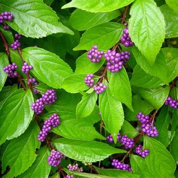 Callicarpa americana 'Beautyberry Shrub' (4 Inch) Product vendor