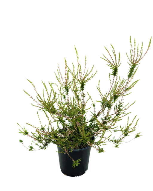 Shrub - Calluna vulgaris 'Allegro' (1 Gallon)