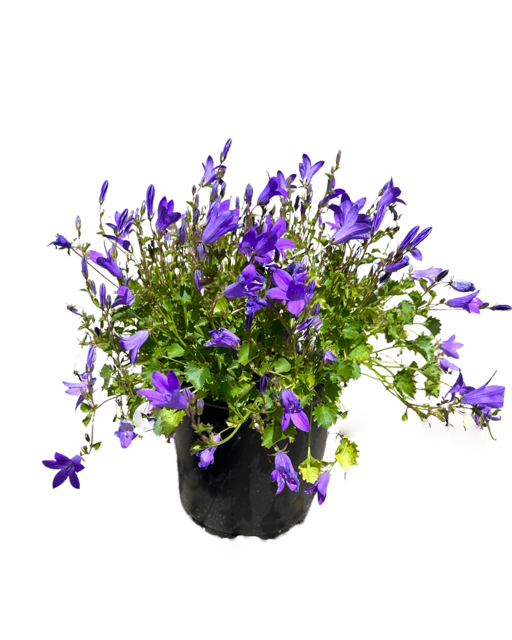 Perennial - Campanula x 'Birch Hybrid' (1 Gallon) – Curbside Nursery