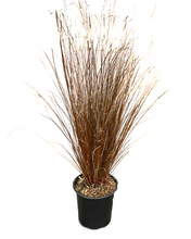 Load image into Gallery viewer, Grass - Carex buchananii &#39;New Zealand Hair Sedge&#39; (1 Gallon)
