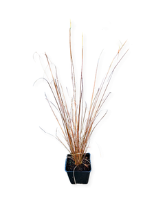 Grass - Carex buchananii 'New Zealand Hair Sedge' (4 Inch)