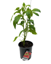 Load image into Gallery viewer, Vegetable - Capsicum annuum &#39;Carmen - Sweet Pepper&#39; (1 Gallon)
