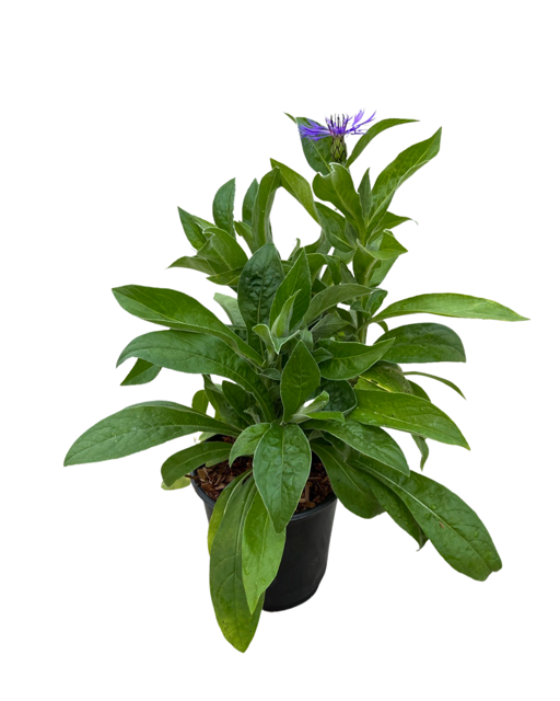 Perennial - Centaurea montana 'Blue Cornflower' (1 Gallon)