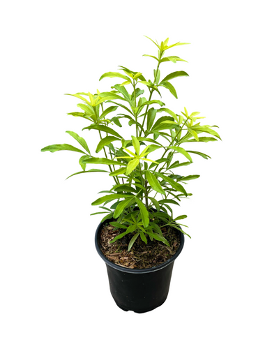 Shrub - Choisya ternata 'Goldfinger' (1 Gallon) Product vendor