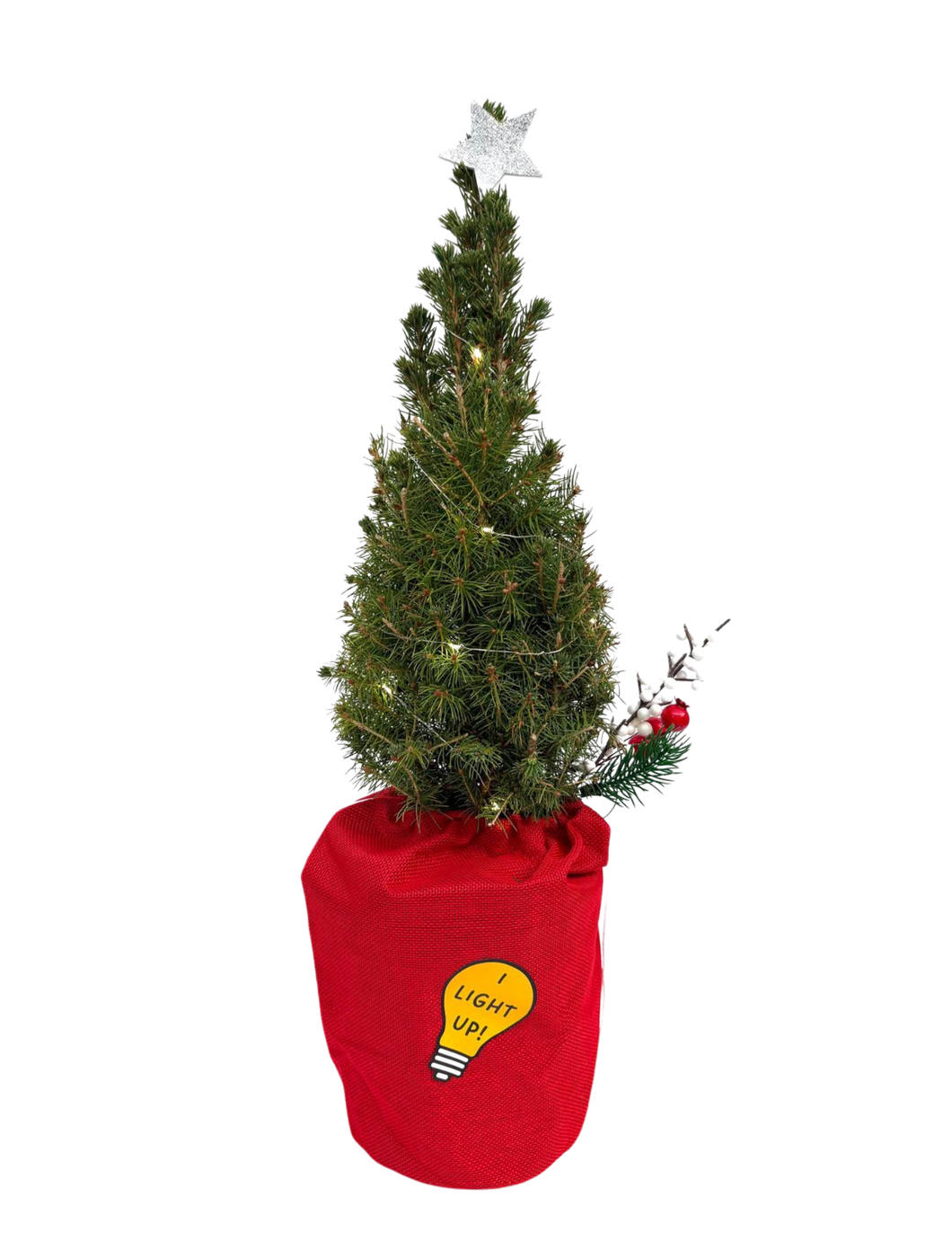 Christmas - Dwarf Alberta Spruce (1 Gallon Lights & Star) Product vendor
