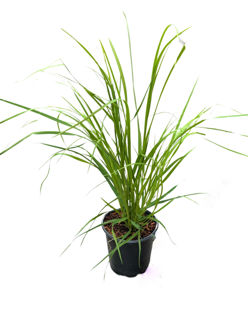 Grass - Cortaderia selloana 'Pumila Dwarf Pampas Grass' (1 Gallon)