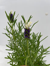 Load image into Gallery viewer, Ornamental Herb - Lavandula Stoechas 'Castillano White Spanish Lavender' (1 Gallon) Product vendor
