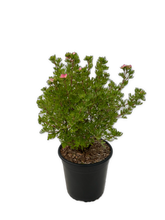 Load image into Gallery viewer, Shrub - Potentilla fruticosa &#39;Pink&#39; (2 Gallon) Product vendor
