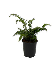 Fern - Polystichum polyblepharum 'Tassel Fern' (1 Gallon)