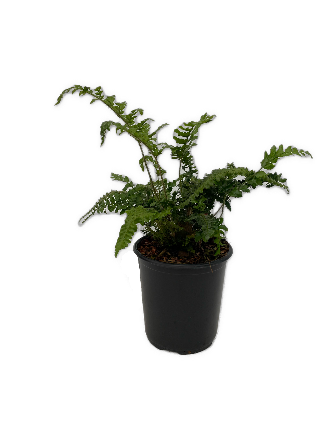 Fern - Polystichum polyblepharum 'Tassel Fern' (1 Gallon)