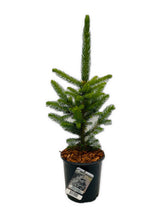 Load image into Gallery viewer, Shrub - Picea pungens &#39;Baby Blue Spruce&#39; (1 Gallon)
