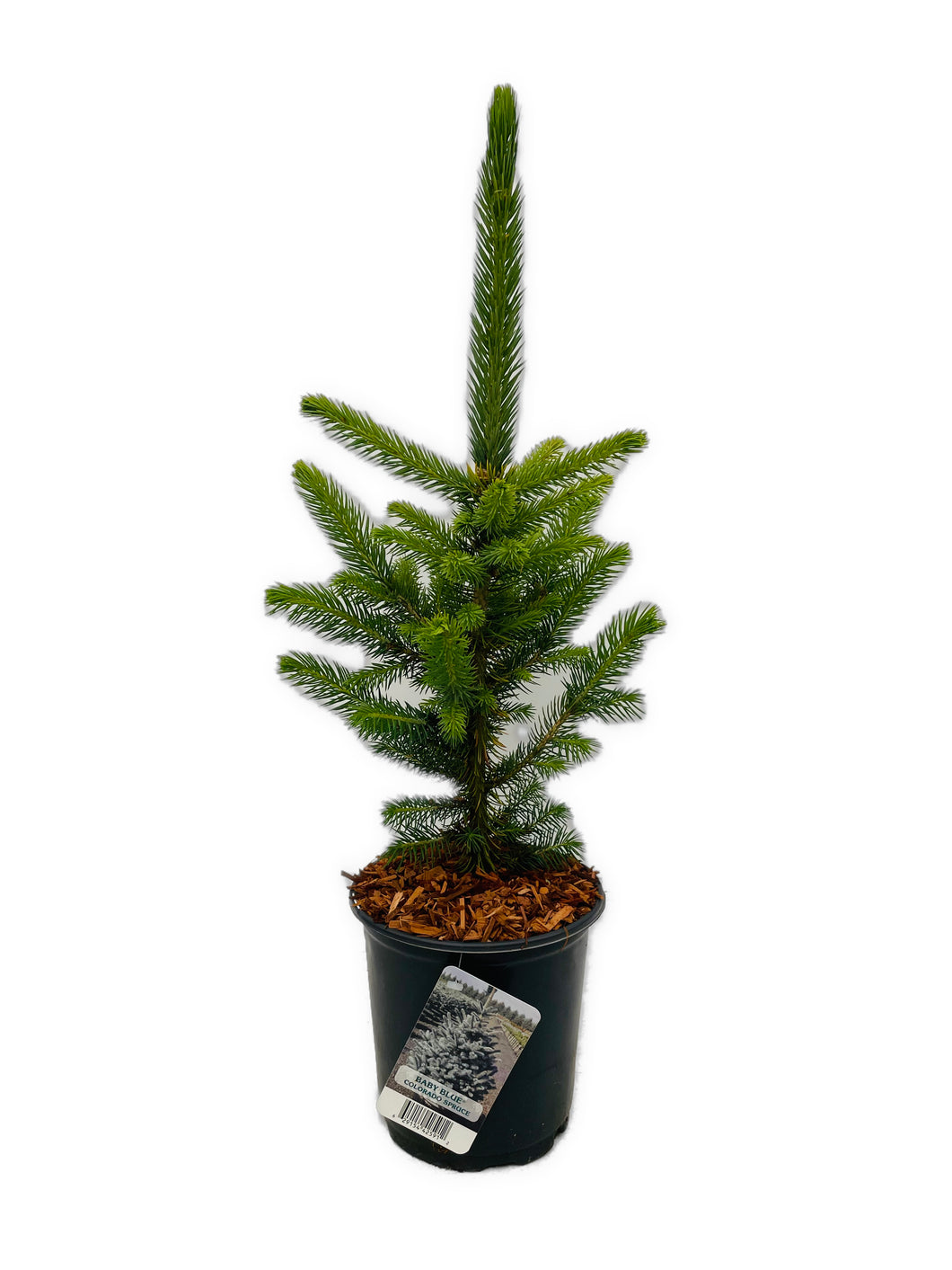 Shrub - Picea pungens 'Baby Blue Spruce' (1 Gallon)