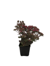 Load image into Gallery viewer, Ground Cover - Sedum &#39;Sunsparkler Dazzleberry Stonecrop&#39; (4 Inch)
