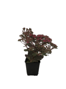 Ground Cover - Sedum 'Sunsparkler Dazzleberry Stonecrop' (4 Inch)