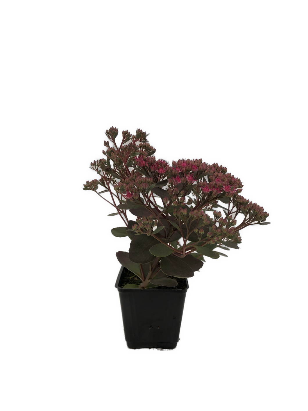 Ground Cover - Sedum 'Sunsparkler Dazzleberry Stonecrop' (4 Inch)